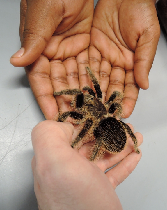 The Bohart Museum of Entomology's live petting zoo includes tarantulas (one is pictured), Madagascar hissing cockroaches and stick insects (walking sticks). (Photo by Kathy Keatley Garvey)