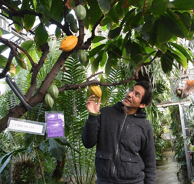 A chocolate tree? You bet! Ernesto Sandoval, collections manager at the Botanical Conservatory, checks out a cacao tree. (Photo by Kathy Keatley Garvey)