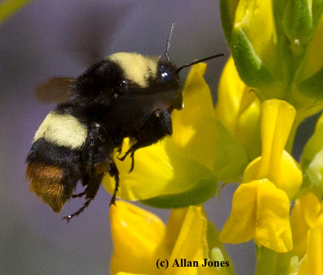 This is Crotch's bumble bee, Bombus crotchii, one of four bumble bees on California's proposed endangered species list. (Photo by Allan Jones, used with permission)