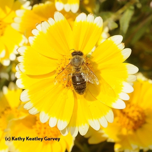 A honey bee on a tidy tip. Tidy tips are native; honey bees are not. (Photo by Kathy Keatley Garvey)