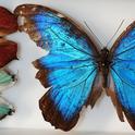 Butterflies from Belize are part of the global collection at the Bohart Museum of Entomology. They are (far right) Blue Morpho, Morpho helenor montezuma; (top left), a leaf mimic, Fountainea eurypyle confusa; and blue hairstreak, Pseudolycaena damao, according to entomologist Jeff Smith, who curates the Lepidoptera section. (Photo by Kathy Keatley Garvey)