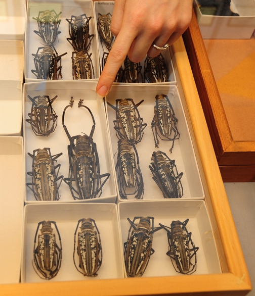 A Bohart Museum scientist points to a large long-horned beetle from Papua New Guinea. (Photo by Kathy Keatley Garvey)