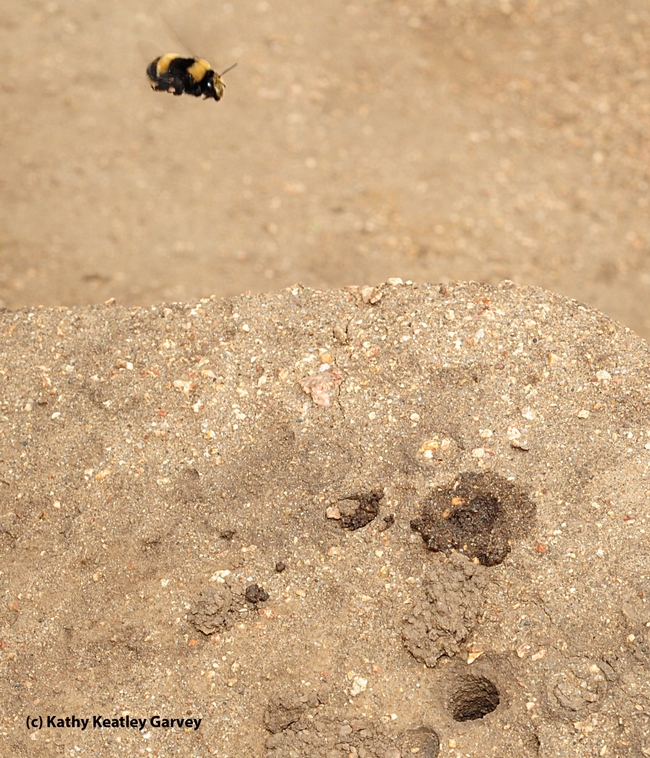 A digger bee, Anthophora bomboides stanfordiana, heads back to her nest at Bodega Bay. This is one of the pollinators that Rachael Vannette, assistant professor, UC Davis Department of Entomology and Nematology, studies. (Photo by Kathy Keatley Garvey)
