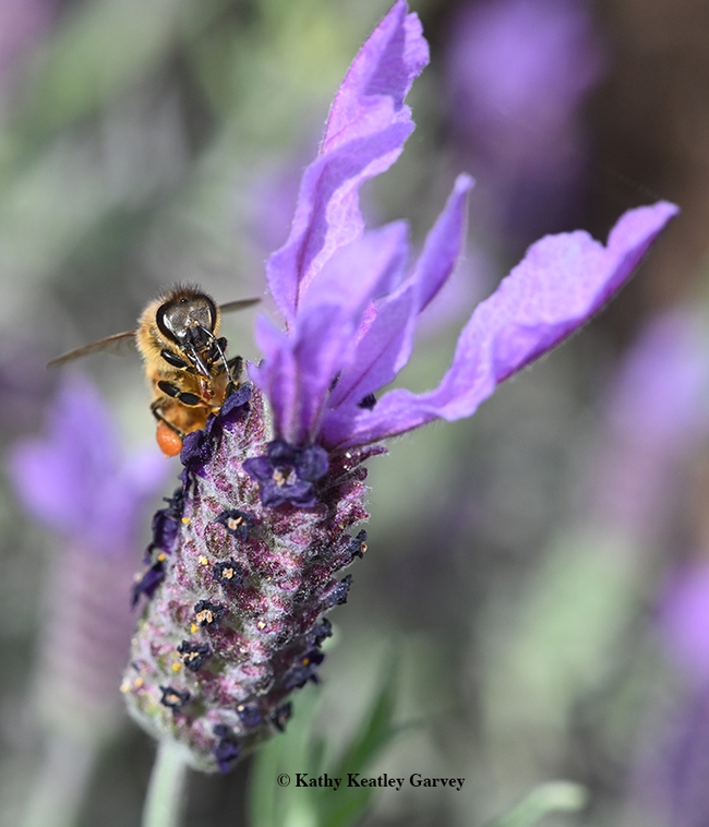 Arathi Seshadri and Julia Fine of the USDA-ARS bee facility aim to improve honey bee survival and beekeeping sustainability in California and nationwide. Here a honey bee forages on a Spanish lavender. (Photo by Kathy Keatley Garvey)