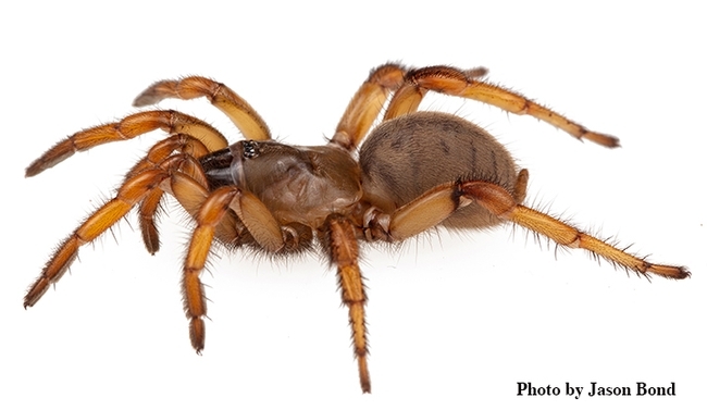 This is a trapdoor spider, Aptostichus sp.,one of the species that Jason Bond, Schlinger Chair in Insect Systematics, studies. (Photo by Jason Bond)