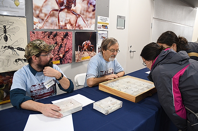 Brendon Boudinot (left), doctoral candidate and ant specialist, UC Davis Department of Entomology and Nematology, and major professor Phil Ward introduced visitors to the diversity of ants. (Photo by Kathy Keatley Garvey)