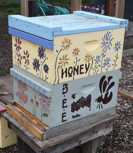 A new addition to the Häagen-Dazs Honey Bee Haven since its installation is a live bee colony. (Photo by Kathy Keatley Garvey)