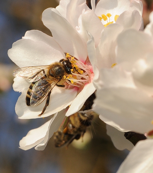 HONEY BEES work the almonds at the Harry H. Laidlaw Jr. Honey Bee Research Facility at UC Davis. (Photo by Kathy Keatley Garvey)