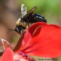A male carpenter bee, Xylocopa tabaniformis orpifex, on a geranium in Vacaville, Calif., on Feb. 27, 2020. (Photo by Kathy Keatley Garvey)