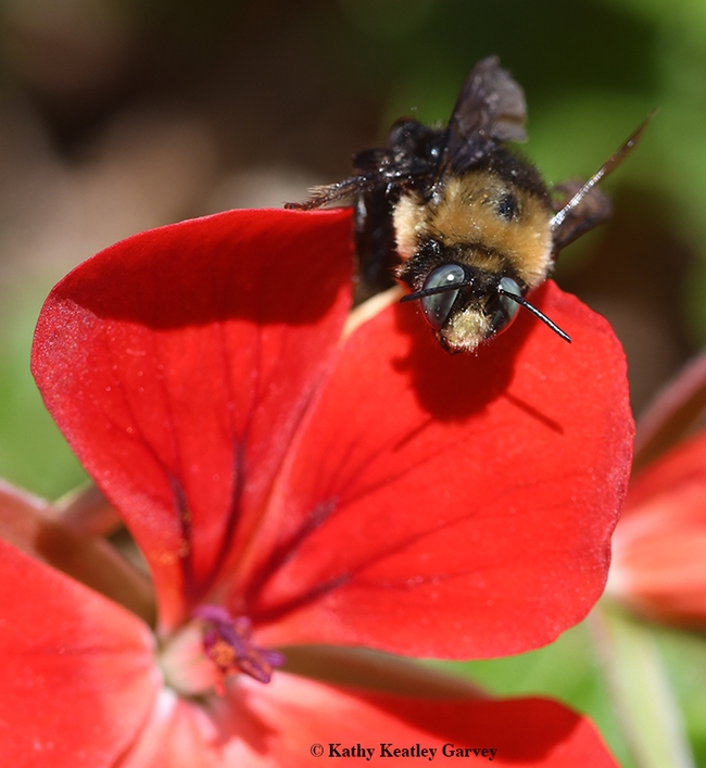A male carpenter bee, Xylocopa tabaniformis orpifex, peers over a geranium petal in Vacaville, Calif., on Feb. 27, 2020. (Photo by Kathy Keatley Garvey)