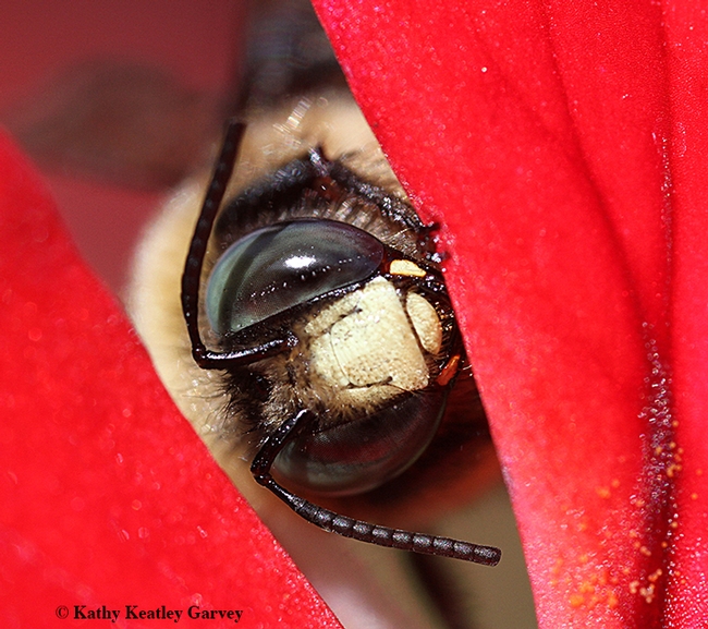 Peek-a-bee! A close-up of a male carpenter bee, Xylocopa tabaniformis orpifex, on a geranium in Vacaville, Calif., on Feb. 27, 2020. (Photo by Kathy Keatley Garvey)