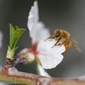 A honey bee pollinating an almond tree on Bee Biology Road, UC Davis campus. (Photo by Kathy Keatley Garvey)