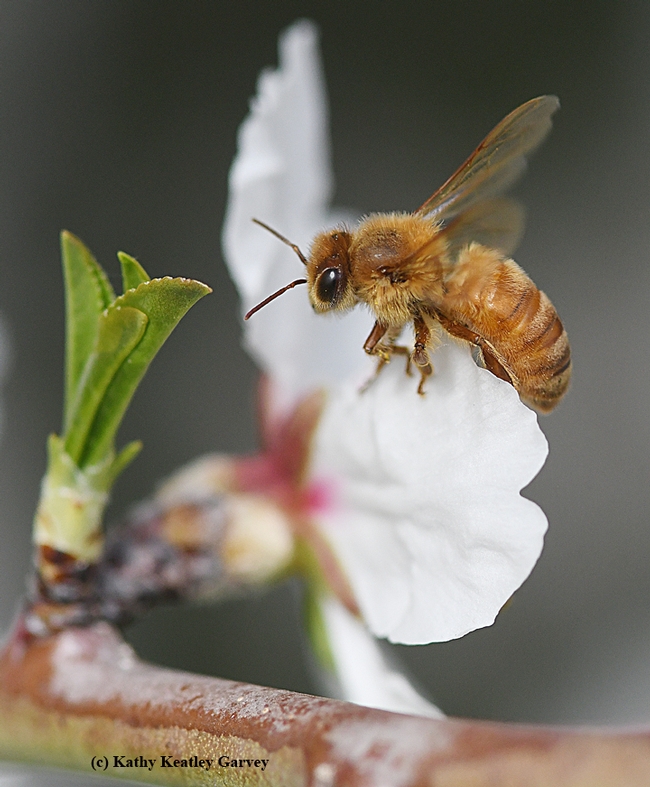 Up over and around...a honey bee circles an almond blossom. (Photo by Kathy Keatley Garvey)