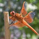 A flameskimmer dragonfly, Libellula saturata, perches on a stake in Vacaville, Calif. (Photo by Kathy Keatley Garvey)