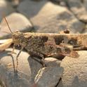 This is a banded-wing grasshopper, family Acrididae. This image was taken in Vacaville, Calif. (Photo by Kathy Keatley Garvey)