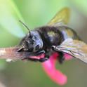 A female carpenter bee (Xylocopa tabaniformis orpifex) pierces the corolla of  salvia to rob the nectar. (Identified by Robbin Thorp, UC Davis emeritus professor of entomology.) (Photo by Kathy Keatley Garvey)