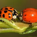 Two ladybugs converging on a plum tree leaf. (Photo by Kathy Keatley Garvey)