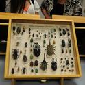 Beetle display at the Bohart Museum of Entomology. (Photo by Kathy Keatley Garvey)