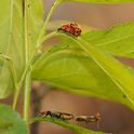 Ladybugs and soldier beetles--along with aphids--on a plum tree. (Photo by Kathy Keatley Garvey)
