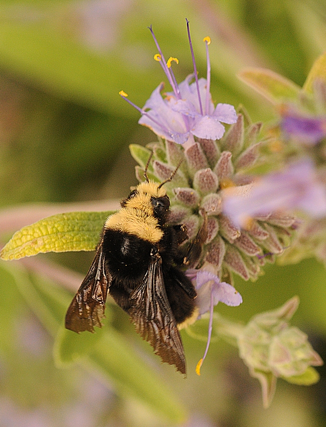 Yellow-faced bumble bee (Bombus vosnesenskii) foraging in Bee Bliss salvia. (Photo by Kathy Keatley Garvey)