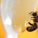 Drone sipping honey at the Harry H. Laidlaw Jr. Honey Bee Research Facility. (Photo by Kathy Keatley Garvey)