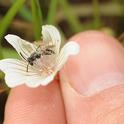 Andrena bee on meadowfoam. (Photo by Kathy Keatley Garvey)