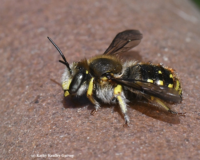 The European wool carder bee is the subject of one of the Bohart Museum online fact sheets, written by director Lynn Kimsey. (Photo by Kathy Keatley Garvey)