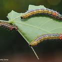 These redhumped caterpillars, to become  moths, Schizura concinna, family Notodontidae, are dining on the leaf of a  Western redbud, (Cercis occidentalis) in Vacaville, Calif. Emily Meineke, newest faculty member of the UC Davis Department of Entomology and Nematology, studies how climate change and urban development affect insects, plants, and how they interact with one another. (Photo by Kathy Keatley Garvey)