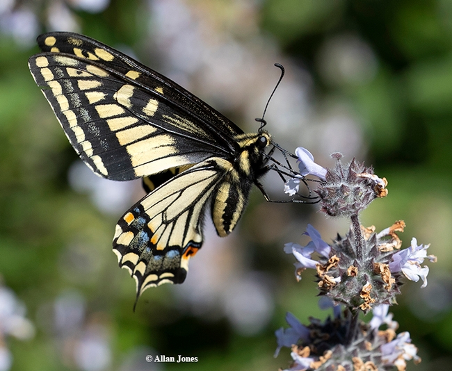 Side view of Anise Swallowtail (Papilio zelicaon), nectaring on Brandeegee sage (Salvia brandegeei) on March 21 in the UC Davis Department of Entomology and Nematology's Häagen-Dazs Honey Bee Haven.  (Photo by Allan Jones)
