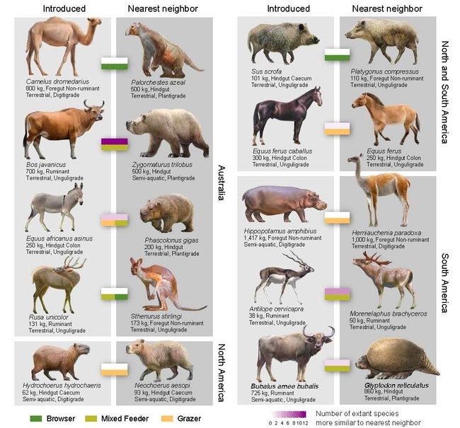 Introduced species and nearest neighbors, an illustration in PNAS.