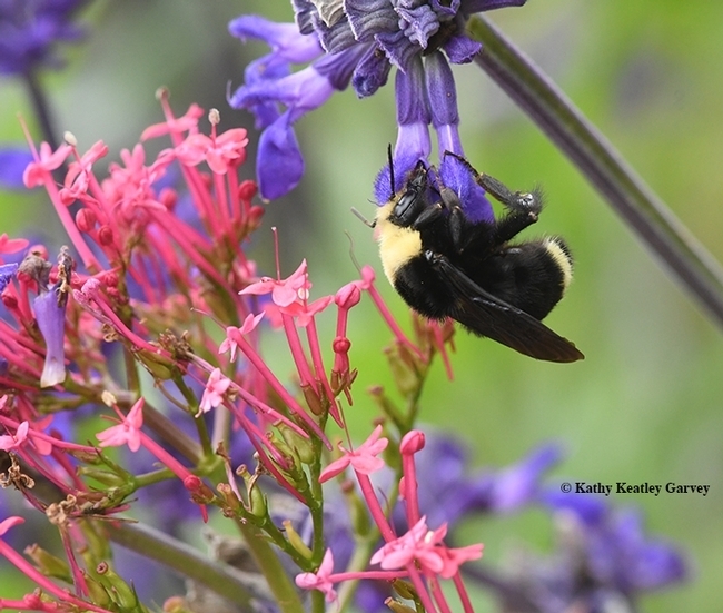 A yellow-faced bumble bee, Bombus vosnesenskii, nectaring on a spiked floral purple plant, Salvia indigo spires in Sonoma. (Photo by Kathy Keatley Garvey)
