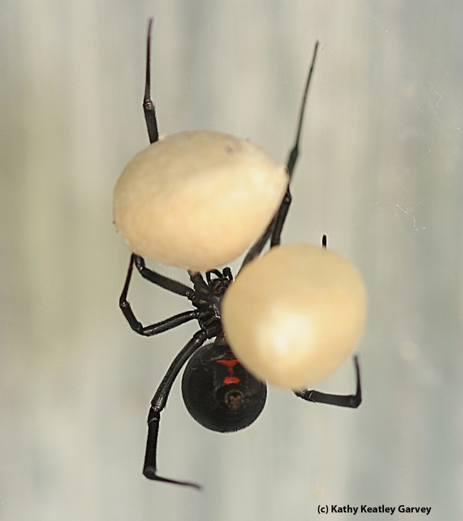 A black widow spider with two egg sacs. Image taken in Vacaville, Calif. (Photo by Kathy Keatley Garvey)
