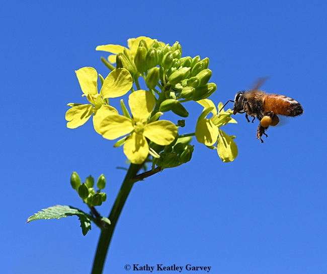 Packing a heavy load of pollen, a honey bee heads for a mustard blossom. (Photo by Kathy Keatley Garvey)