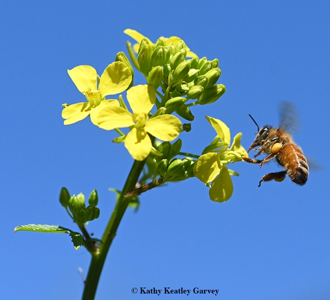 Touchdown! A honey bee reaches a mustard blossom. (Photo by Kathy Keatley Garvey)
