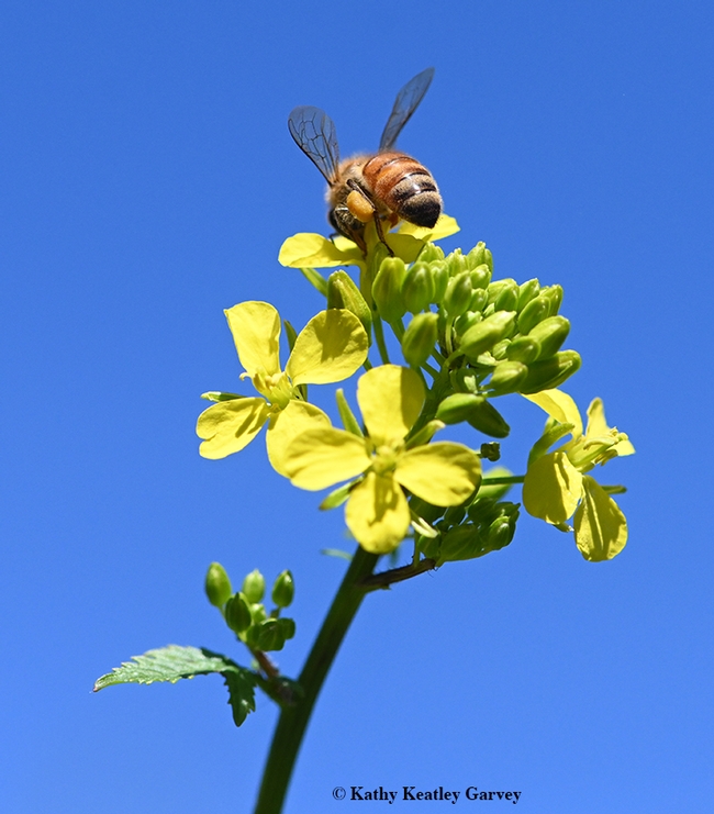 A honey bee on top of her world--a mustard blossom. (Photo by Kathy Keatley Garvey)