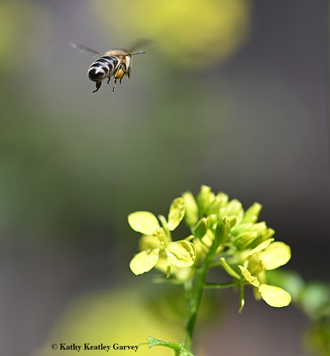Heading home--a honey bee leaves a mustard patch to share her bounty with her colony. (Photo by Kathy Keatley Garvey)