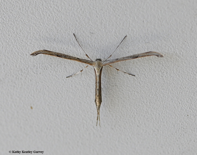A pterophorid plume moth (family Pterophoridae) in Vacaville, Calif. on April 2, 2020. (Photo by Kathy Keatley Garvey)
