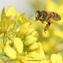A honey bee, her head and antenna covered with mustard pollen, heads for more pollen in a bed of mustard in Vacavilel, Calif. (Photo by Kathy Keatley Garvey)