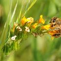 Honey bee settles on a fiddleneck. (Photo by Kathy Keatley Garvey)