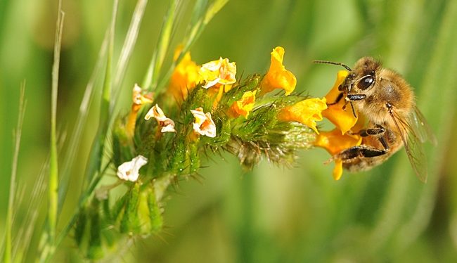 A taste of nectar--honey bee on a fiddleneck. (Photo by Kathy Keatley Garvey)