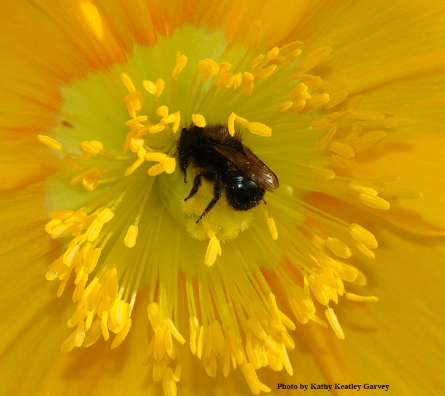 This is the bee, Osmia lignaria, that Garrett Keating studies. (Photo by Kathy Keatley Garvey)