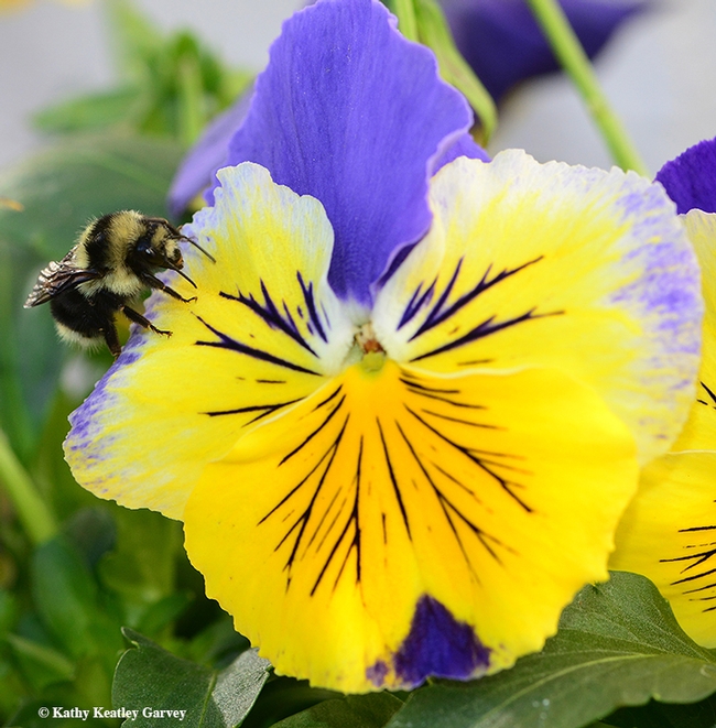 A bumble bee, Bombus melanopygus, investigates a pansy. This image was taken in Vacaville, Calif. (Photo by Kathy Keatley Garvey)