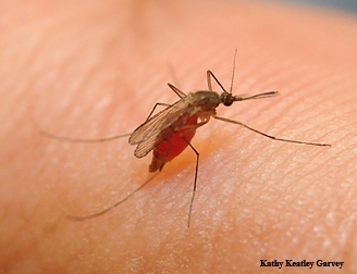 Can infected mosquitoes transmit the coronavirus? That's one of the questions to be asked at the UC Davis-based COVID-19 webinar on April 23. This mosquito is a Culex quinquefasciatus, also known as 
