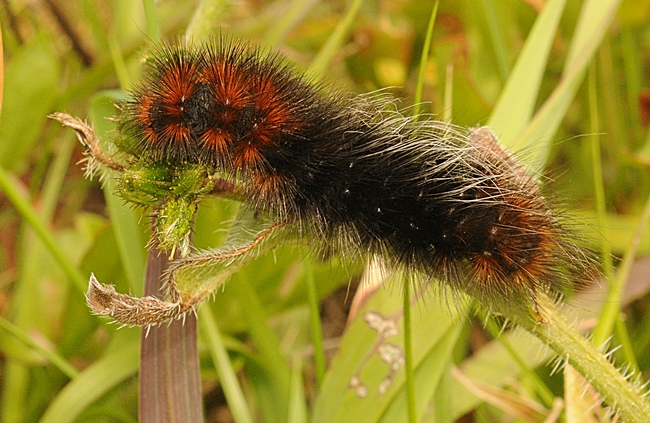 A woolly bear caterpillar munching on fiddleneck. (Photo by Kathy Keatley Garvey)
