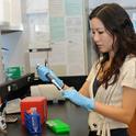 Molecular geneticist Joanna Chiu at work in her lab at UC Davis. (Photo by Kathy Keatley Garvey)
