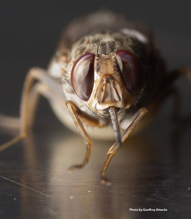 Close-up of a gravid tsetse fly, Glossina morsitans morsitans. The tsetse fly research of medical entomologist-geneticist Geoffrey Attardo is an annual part of the UC Davis Picnic Day.  (Photo by Geoffrey Attardo)