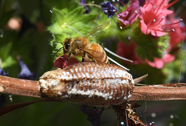 A honey bee steps over a praying mantis egg case, an ootheca. (Photo by Kathy Keatley Garvey)