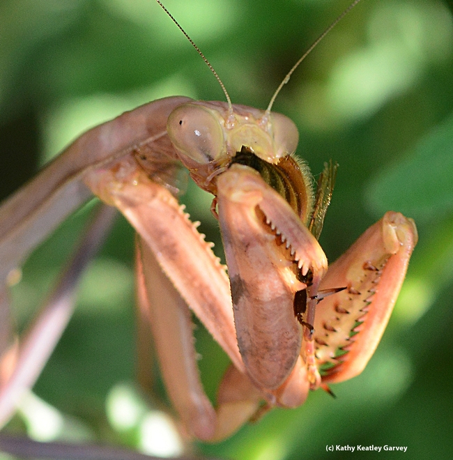 A praying mantis dining on a honey bee in Vacaville, Calif. (Photo by Kathy Keatley Garvey)