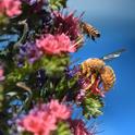 A honey bee, Apis mellifera, buzzes over the head of a male Valley carpenter bee, Xylocopa varipuncta, on a tower of jewels, Echium wildpretii. (Photo by Kathy Keatley Garvey)