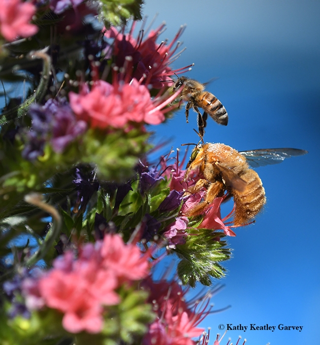 The honey bee's feet touches the antennae of the male Valley carpenter bee. (Photo by Kathy Keatley Garvey)